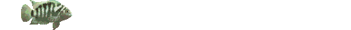 Imagen decorativa footer